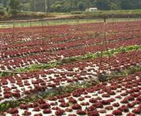紫叶生菜的种植技术和技巧 紫叶生菜的种植技术和技巧图片