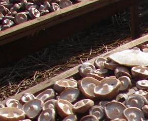 香菇有哪些价值（香菇有何营养价值）