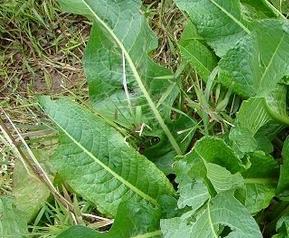 春天哪些野菜能吃 春天有哪些野菜能吃