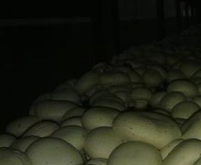 巴里坤野蘑菇的功效和图片 巴里坤野蘑菇怎么吃