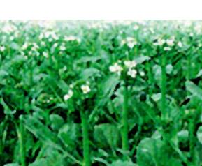 芥蓝的营养价值（芥蓝营养价值在叶子还是在茎）