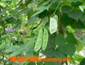 扁豆可以治疗哪些疾病（扁豆常见病）
