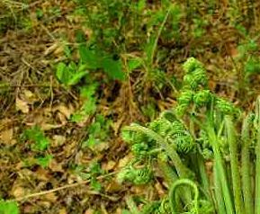 蕨菜有什么营养价值 蕨菜有什么营养价值和功效