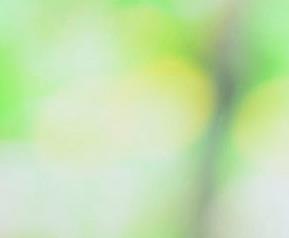 丝瓜的田间管理 丝瓜的田间管理视频