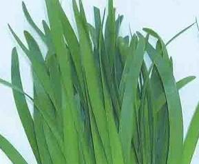 有肿瘤能吃韭菜吗(有肿瘤能吃韭菜吗女性)