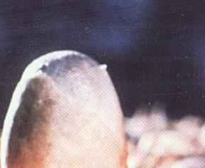 草菇种植管理方法 草菇种植的方法