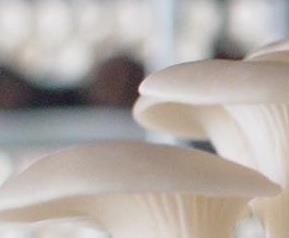 平菇的药用功效（平菇的药用功效与作用）