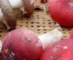 孕妇可以吃红蘑菇吗 孕妇可以吃红蘑吗?