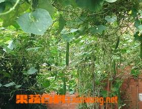 丝瓜在临床医学中的应用（丝瓜络的现代药理作用）