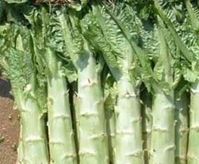 莴笋怎么炒好吃（芦笋怎么炒好吃又简单的做法）