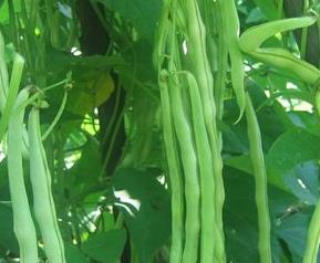 芸豆怎么保存（芸豆怎么保存到冬天）