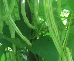 芸豆的介绍 芸豆的简介