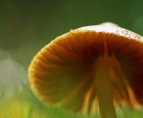 蘑菇的吃法大全,蘑菇如何吃 蘑菇怎样吃