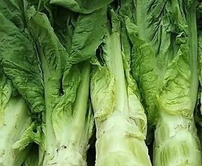 莴苣和莴笋的区别(莴苣和莴笋的区别图解?)