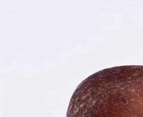 香菇的生长发育条件（香菇生长需要哪些条件）