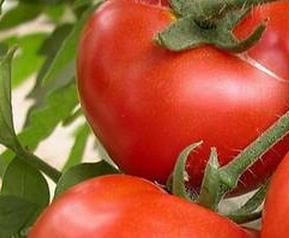 如何辨别催熟西红柿 如何分辨催熟的西红柿