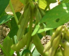 毛豆的营养价值与功效（毛豆的营养价值功效作用）