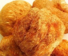 榛蘑菇图片(榛蘑 图片)