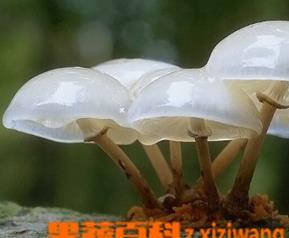 怎样炒鲜蘑菇好吃 怎样炒鲜蘑菇好吃窍门