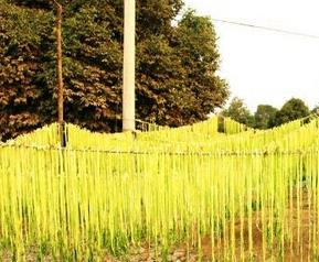 贡菜的功效与作用（贡菜的功效作用及危害）