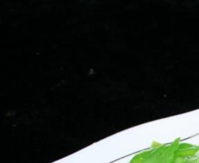 清炒苦瓜的做法（清炒苦瓜的做法大全）