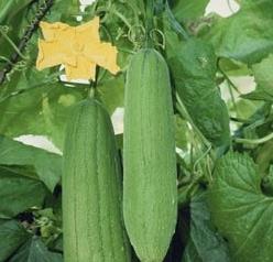 丝瓜的物理特性