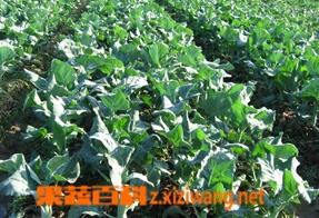 西兰花简介（西兰花简介PPT）