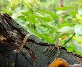 木耳营养价值和木耳食用效果（木耳的食用价值）