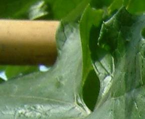 丝瓜怎么做好吃 丝瓜怎么做好吃又简单的家常做法视频