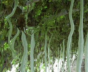 蛇豆的种植方法图解（蛇豆的种植方法图解大全）