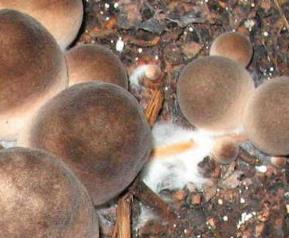 草菇的做法大全 草菇的做法大全图片