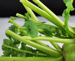 东北青萝卜的腌制方法 东北青萝卜的腌制方法大全