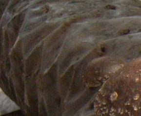 香菇有哪些功效 香菇有哪些功效吃了对人身体哪些好处