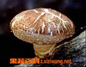 香菇的营养价值和功效 香菇的营养价值功效与作用