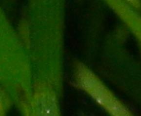 草菇怎么炒,草菇常见的几种做法 清炒草菇的做法窍门