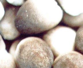 草菇栽培出现哪些问题（草菇栽培出现哪些问题了）