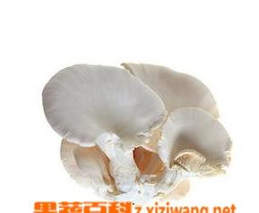 平菇褐斑病 平菇锈斑病