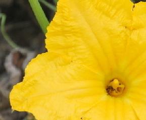 南瓜花的营养价值（南瓜花的营养价值及禁忌）