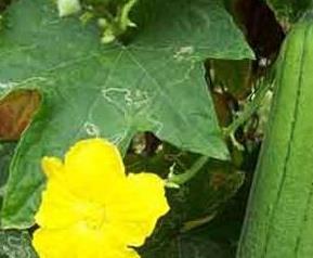 丝瓜的几种做法(丝瓜的8种做法)