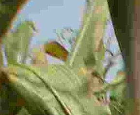 玉米营养价值和营养成份（玉米的营养成分）