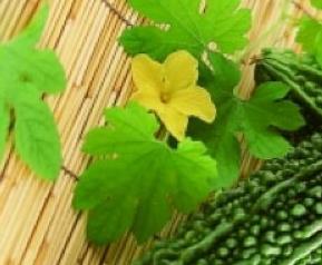 来月经能吃苦瓜吗（来月经能吃苦瓜吗夏天）