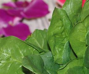 菠菜有哪些营养价值 菠菜的价值营养