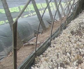 鸡腿菇常见病虫害防治 鸡腿菇常见病虫害防治技术