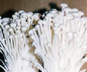 金针菇出菇如何管理 金针菇出菇后怎样管理