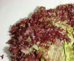 紫生菜的营养价值和功效(紫生菜的营养价值及功效与作用)