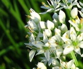 孕妇能吃韭菜花吗 孕妇能吃韭菜花吗腌的