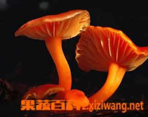 草菇菌丝萎缩怎么办 平菇枯萎怎么回事