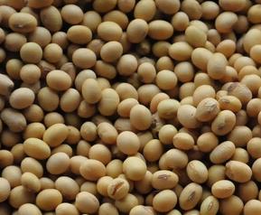 怎么挑选黄豆 怎么挑选黄豆酱