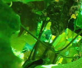 水瓜的功效与作用(水瓜的功效与作用是什么)