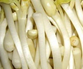 花生芽苗菜的种植方法技巧 花生芽苗菜的种植方法技巧图解